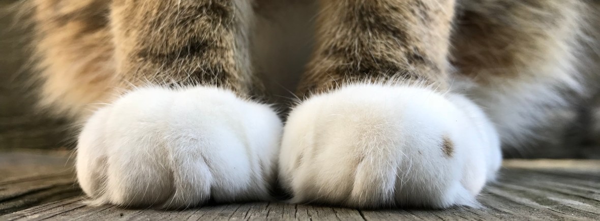 Cat paws